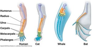 DNA sequence comparison for homology