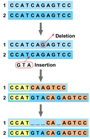 DNA sequence comparison showing insertion and deletion