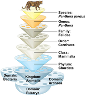 Hierarchical classification pyramid