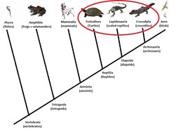 Phylogenetic tree with classification differences