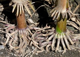 General Biology Study Guide: Plant Evolution & Structure | Notes