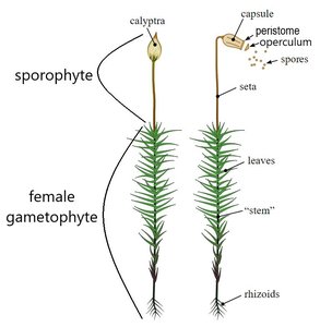 Moss life cycle showing sporophyte and gametophyte
