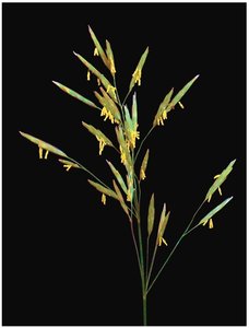 Bee pollinating a flower