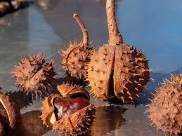 Spiky fruits adapted for animal dispersal