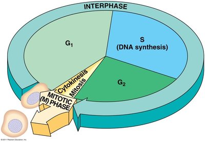 Pie chart of cell cycle phases: G1, S, G2, Mitosis, Cytokinesis
