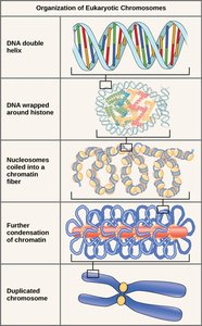 Organization of eukaryotic chromosomes from DNA double helix to duplicated chromosome
