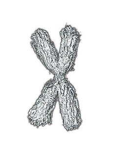 Condensed chromosome