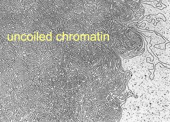 Uncoiled chromatin