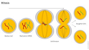 Diagram of mitosis showing mother cell, DNA replication, cell division, and daughter cells