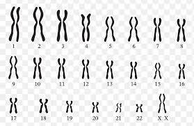 Karyotype showing chromosome pairs