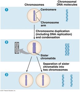 Chromosome after replication (two sister chromatids)