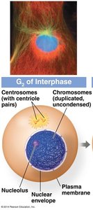 G2 of interphase showing centrosomes, chromosomes, and nuclear envelope