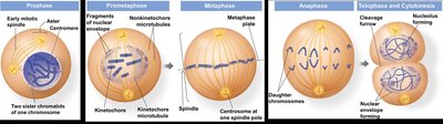 Diagram of mitosis stages: prophase, prometaphase, metaphase, anaphase, telophase