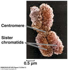 Diagram showing dividing chromosome, kinetochore, centromere, and spindle fibers