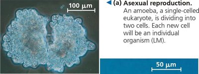 Amoeba undergoing asexual reproduction