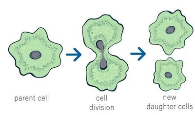 Diagram of parent cell dividing into two daughter cells