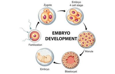 Embryo development stages from fertilization to blastocyst and embryo
