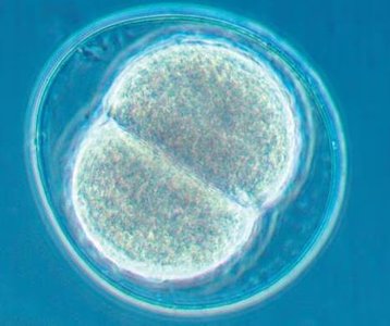 Microscopic image of early embryonic cell division