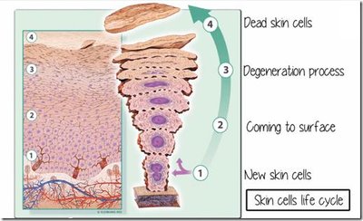 Skin cell life cycle showing new skin cells, coming to surface, degeneration, and dead skin cells