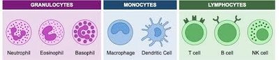 Types of white blood cells