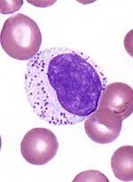 Neutrophil under microscope