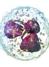 Neutrophil illustration