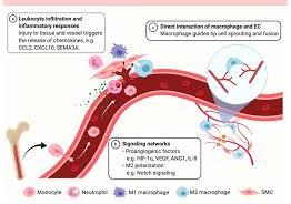 Macrophage in blood smear