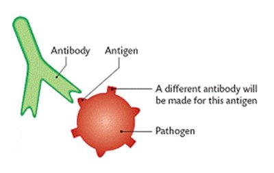 Macrophage function in tissue
