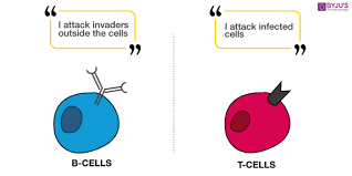 Antibody and antigen interaction
