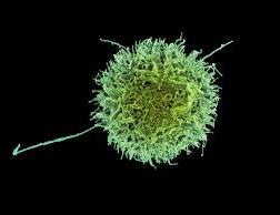 B and T cell functions