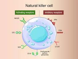 Natural killer cell (microscopy)