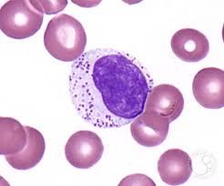 Natural killer cell structure