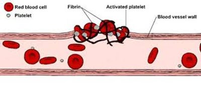Blood clotting process