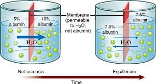 Osmosis and albumin