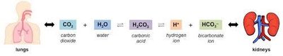 Carbonic acid-bicarbonate buffer system
