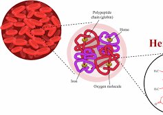 Hemoglobin structure in erythrocytes