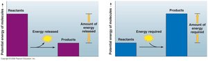 Comparison of energy changes in exergonic and endergonic reactions