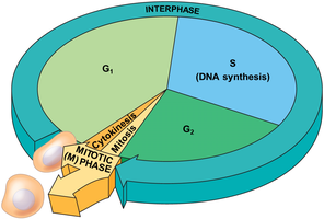 The cell cycle with interphase and mitotic phase