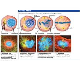 Phases of mitosis continued