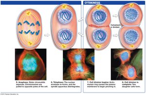 Phases of mitosis continued