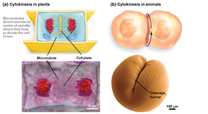 Cytokinesis in plant and animal cells