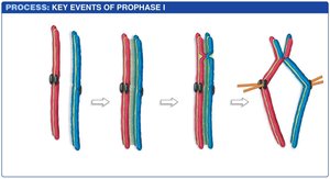 Crossing over during prophase I of meiosis