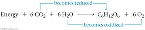 Redox reactions in photosynthesis