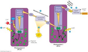 Linear electron flow in the light reactions of photosynthesis