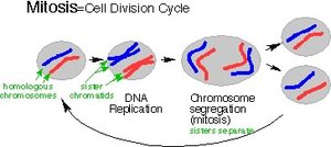 Diagram of the mitotic cell cycle