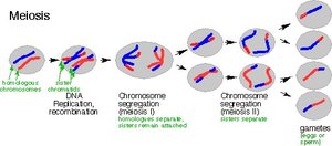 Diagram of the meiotic cell cycle