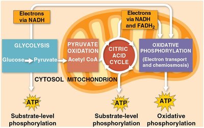 Stages of aerobic cellular respiration