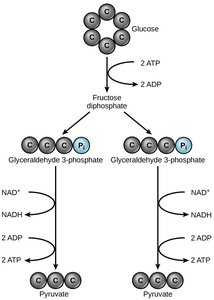 Substrate-level and oxidative phosphorylation