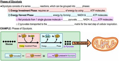Phases of glycolysis