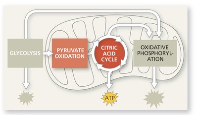 Citric acid cycle and pyruvate oxidation